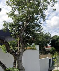 Jalan Senandong (D11), Detached #499331821